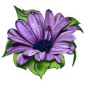 Beautiful Violet Flower
