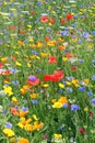 Beautiful Wild Flowers.