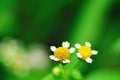 Beauty Flowers