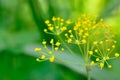 Beauty Flowers