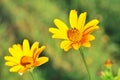 Beauty Flowers