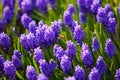 Bee On Muscari Flowers