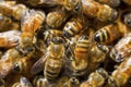Bee In To Nature