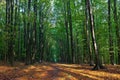 Beech Trees And Leaves In The ...