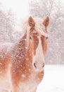 Belgian draft horse in a blizzard