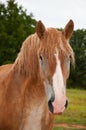 Belgian Draft horse covered in red dirt