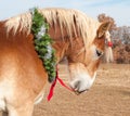 Belgian Draft horse pulling his red bow