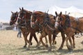 Belgian Draft Horses 4 abreast on hot day