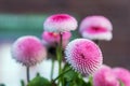 Bellis perennis