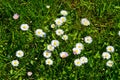 Bellis perennis