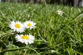 Bellis perennis