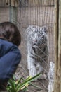 Bengal Tiger in captivity