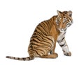 Bengal Tiger In Front Of A Whi...