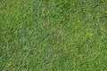 Bermuda Grass Background
