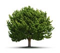 Big Green Tree Isolated