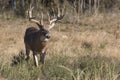 Big whitetail buck on the prowl