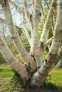 Birch Trees