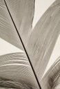Bird Feather Closeup
