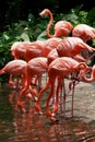 Bird Flamingo