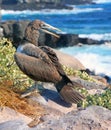 Bird Of The Galapagos