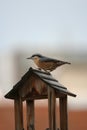 Bird House