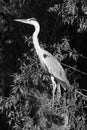 Bird In The Nature