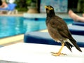 Bird Posing