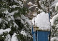 Bird In Snow On Bird House