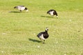 Bird Walk In Lawn