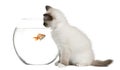 Birman Kitten looking in goldfish bowl