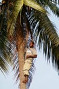 Black African climbed to the top of a palm tree.