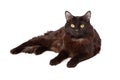 Black Cat Lounging