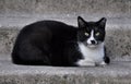 Black cat lying on the porch