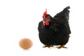 Black Chicken With Egg On Whit...