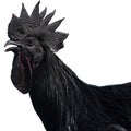 Black Cock On A White Background