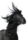 Black Horse Portrait Isolated ...