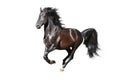 Black Horse Runs Gallop On The...