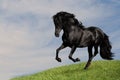 Black horse stallion run gallop om the meadow