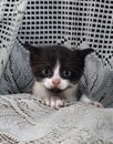 black & white tuxedo kitten#2