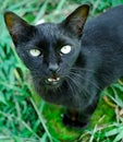 Blackish cat