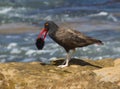 Blackish Oystercatcher, Haematopus ater