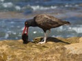 Blackish Oystercatcher,Haematopus ater