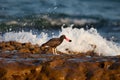 Blackish Oystercatcher with oyster