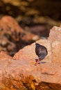 Blackish Oystercatcher on a rock