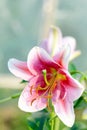 Blooming Lily Flower In Sunlig...