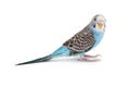 Blue Budgie