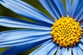 Blue Daisy, Close Up