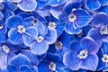 Blue Flowers