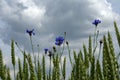 Blue Flowers