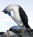 Blue Footed Booby, Galapagos E...